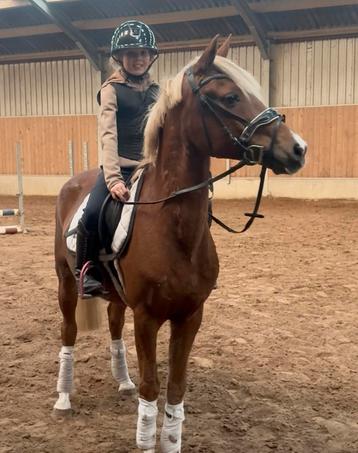 16 jarige d pony ruin beschikbaar voor biedingen