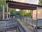 Paddock, stal en weide (Aalsmeerderbrug), Dieren en Toebehoren, Stalling en Weidegang, Weidegang, 1 paard of pony