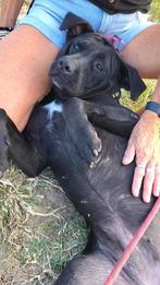 FANTASTISCH MENSGERICHT TEEFJE BELLE, Particulier, Rabiës (hondsdolheid), Buitenland, Teef