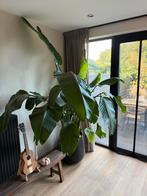 Kamerplant Strelitzia groot - inclusief zwart metaal pot!, Ophalen, Halfschaduw