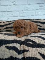 Toy x dwerg poedel pups, Dieren en Toebehoren, Poedel, Nederland, CDV (hondenziekte), 8 tot 15 weken