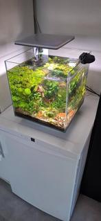 Aquarium 30l compleet met vissen en toebehoren, Dieren en Toebehoren, Vissen | Aquaria en Toebehoren, Ophalen, Zo goed als nieuw