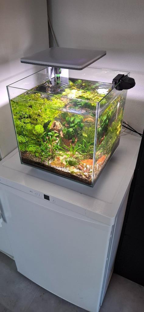Aquarium 30l compleet met vissen en toebehoren, Dieren en Toebehoren, Vissen | Aquaria en Toebehoren, Zo goed als nieuw, Gevuld zoetwateraquarium