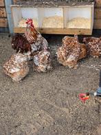 Broedeieren cochin Rood wit gepareld, Geslacht onbekend, Kip