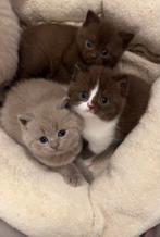 Cinnamon en Lilac britse korthaar kittens, Meerdere dieren, Ingeënt