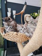 Maine Coon: 100% mogen verhuizen., Dieren en Toebehoren, Katten en Kittens | Raskatten | Langhaar, Meerdere dieren, Gechipt