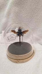 Blauwe bij in stolp, Ophalen of Verzenden, Nieuw, Insect, Opgezet dier