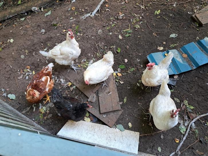 Goed thuis gezocht kippen en 2 kuikens, Dieren en Toebehoren, Pluimvee, Kip, Geslacht onbekend
