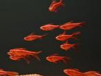 Sherrybarbeel (Puntius tittea), Dieren en Toebehoren, Vissen | Aquariumvissen, Vis, Zoetwatervis, Schoolvis