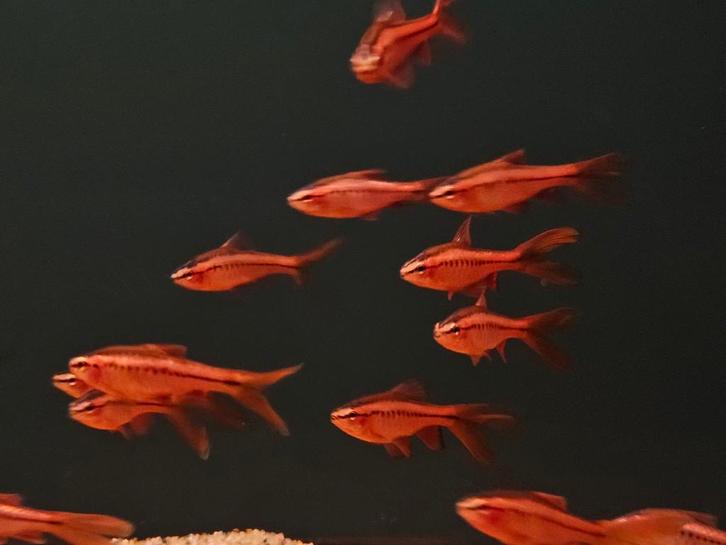 Sherrybarbeel (Puntius tittea), Dieren en Toebehoren, Vissen | Aquariumvissen, Zoetwatervis, Vis, Schoolvis