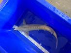 albino steur blauwoog 60/70cm, Dieren en Toebehoren, Vissen | Vijvervissen, Steur