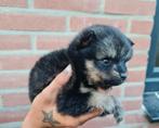 Pomsky pups MINI, Dieren en Toebehoren, Overige rassen, 8 tot 15 weken, Meerdere, Meerdere dieren