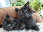 Ragdoll X kittens, Dieren en Toebehoren, Meerdere dieren