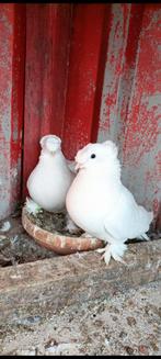 Turkse takla, Dieren en Toebehoren, Vogels | Duiven, Meerdere dieren, Overige soorten