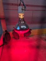 Roul roul kuikens, Dieren en Toebehoren, Meerdere dieren, Kip