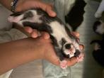 kat 100€, Dieren en Toebehoren, Katten en Kittens | Overige Katten, Kater