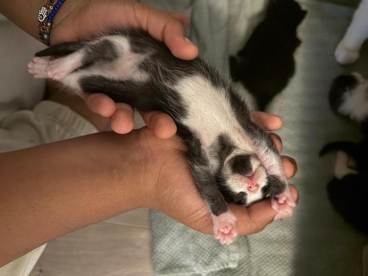 kat 100€, Dieren en Toebehoren, Katten en Kittens | Overige Katten, Kater