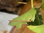 Baby wandelende takken!, Dieren en Toebehoren, Insecten en Spinnen, Wandelende tak
