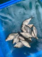 Jongbroed schub karpers, Dieren en Toebehoren, Karper of Koi