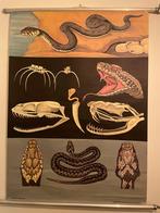 Schoolplaat Ringslang en Adder, Antiek en Kunst, Antiek | Schoolplaten, Ophalen of Verzenden, Natuur en Biologie