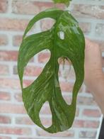 Monstera adansonii Indonesian marble stek; Versturen is 1,97, Huis en Inrichting, Kamerplanten, Ophalen, Overige soorten, Minder dan 100 cm