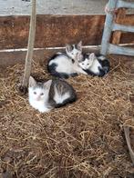 Mooie en lieve kittens, Meerdere dieren, Kortharig, 0 tot 2 jaar