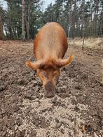 Tamworth zeug. 1,5 jaar oud. Vanwege stoppen met hobby