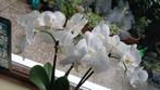 Witte Orchidee, Huis en Inrichting, Kamerplanten, Overige soorten, In pot, Minder dan 100 cm, Bloeiende kamerplant