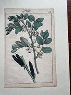 litho Früchte (Tuinbonen) Duits 1838, Ophalen of Verzenden