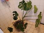 Mooie grote Monstera / gaten plant met gratis mand, 100 tot 150 cm, Ophalen of Verzenden, Halfschaduw, Groenteplant