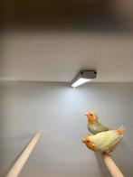 lutino zee groen 2 poppen 2025, Dieren en Toebehoren, Vogels | Kanaries, Vrouwelijk, Kleurkanarie