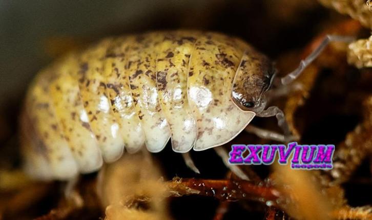 Armadillidium badium Yellow Calico isopods / pissebedden, Dieren en Toebehoren, Insecten en Spinnen, Overige soorten