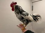 Witbont leghorn haan, Dieren en Toebehoren, Pluimvee, Mannelijk, Kip