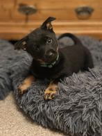 Lancashire Heeler puppie, Reu, CDV (hondenziekte), 8 tot 15 weken, Eén hond