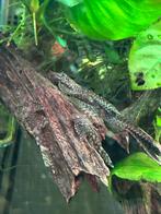 Ancistrus/Longfin ~30(+), Dieren en Toebehoren, Vis