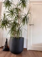 Groot plant - Dracena  met pot, Huis en Inrichting, Ophalen, Halfschaduw, Minder dan 100 cm