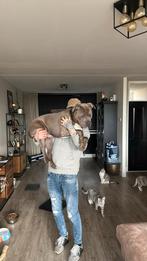 Dekreu American bully  pitbullxl  ter dekking aangeboden‼️, Dieren en Toebehoren, Rabiës (hondsdolheid), Reu, 1 tot 2 jaar, Eén hond