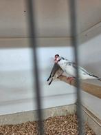 Diverse rijst vogels, Dieren en Toebehoren, Meerdere dieren