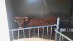 Dexter stier te koop, Dieren en Toebehoren, Mannelijk, 0 tot 2 jaar