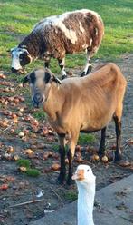 Schapen drachtig maasduinen blackbelly ruischaap ruischapen, Vrouwelijk, Schaap