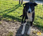 Lieve Noami ter adoptie!, Dieren en Toebehoren, Honden | Niet-rashonden, Particulier, Rabiës (hondsdolheid), 15 weken tot 1 jaar