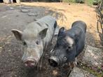 Varkens, Dieren en Toebehoren, Schapen, Geiten en Varkens, Meerdere dieren, Varken, 6 jaar of ouder