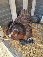 Kip met kuikens,  hoeveel kuikens weet ik nog niet., Dieren en Toebehoren, Pluimvee, Meerdere dieren, Kip