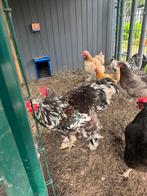 Brahma haan, Dieren en Toebehoren, Pluimvee, Mannelijk, Kip