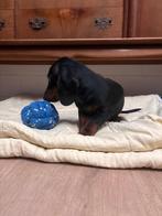 Te koop kortharige black and tan dwergteckel pups, Parvo, Nederland, 8 tot 15 weken, Korthaar