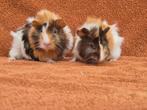 Leuke borstel zeugjes zusjes mogen verhuizen kruinen choco, Dieren en Toebehoren, Cavia, December, Vrouwelijk, Tam