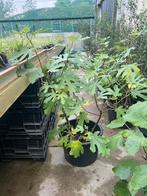 Ficus Carica , vijgen in 25 liter pot 80-150 cm, Ophalen, Volle zon, In pot, Bloeit niet