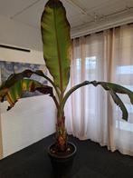 Rode Banaan Plant in Pot, Ophalen, 100 tot 150 cm, Fruitplant, Halfschaduw