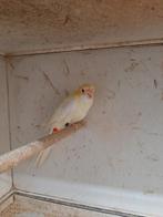 Bleekkop koppel split lutino x lutino, Dieren en Toebehoren, Meerdere dieren, Parkiet, Geringd