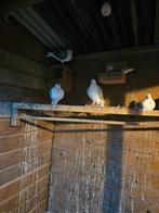 Hollandse meeuwen te koop, Dieren en Toebehoren, Meerdere dieren, Overige soorten